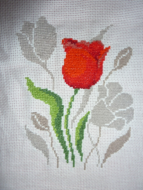 Tulipán