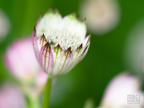 332. Astrantia III - autorská fotografie