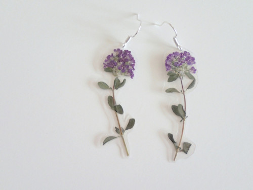 Thyme — foto 1