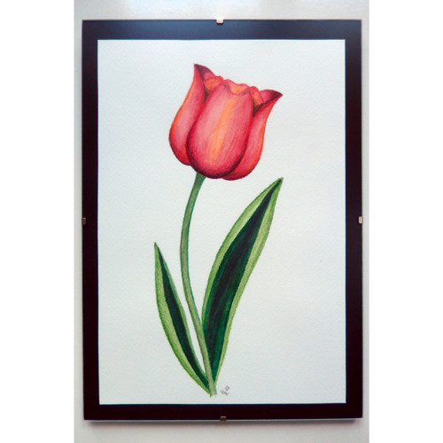 Tulipán
