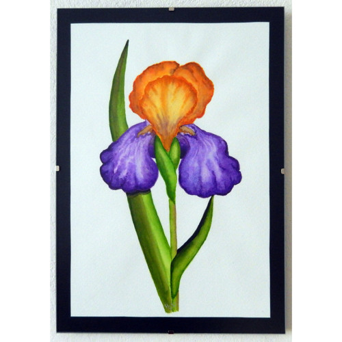 Iris