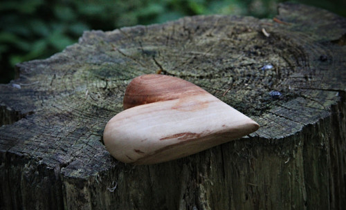 Jabloňové dlachňadlo — foto 1