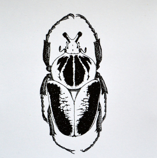 Brouk - Goliathus goliathus - zakázka A4 — foto 1