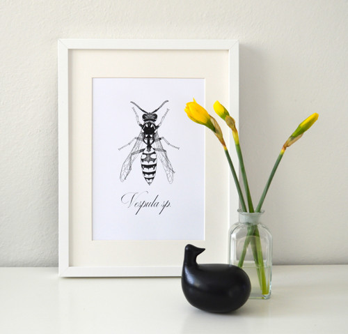 Vespula - A3 (zakázka) — foto 1