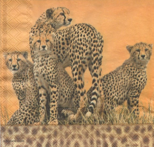 Papírový ubrousek,safari, oranžová, zvířata,2kusy