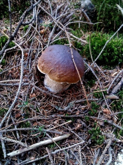Pravák pravý — foto 1