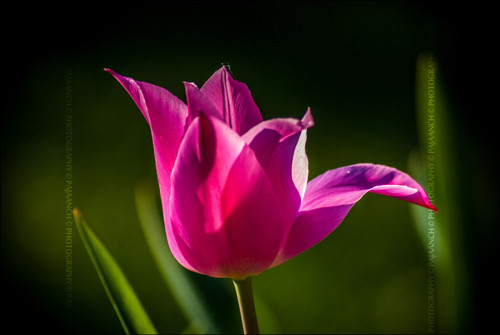 Růžový tulipán