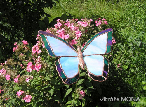 Motýl Morfeus zahradní — foto 1