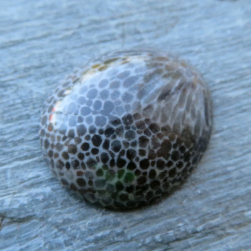 R Bryozoan Kabošon č.1 — foto 1