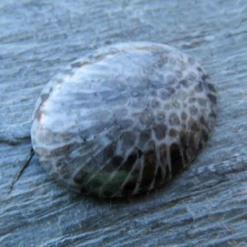 Bryozoan Kabošon č.4 — foto 1