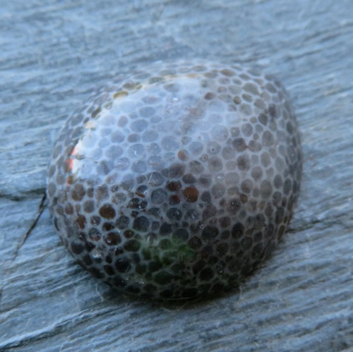 Bryozoan Kabošon č.5 — foto 1