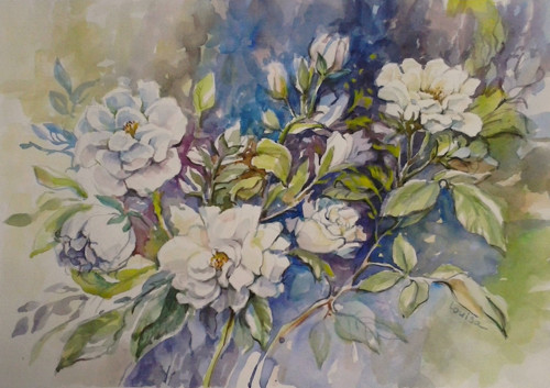 Bílé růže - akvarel, papír 40x30 cm