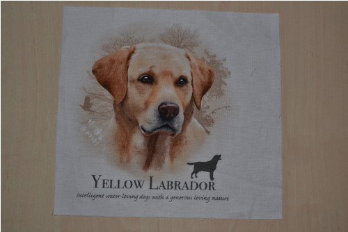 Panel psí - labrador — foto 1
