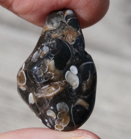 Turritella D6436 — foto 1