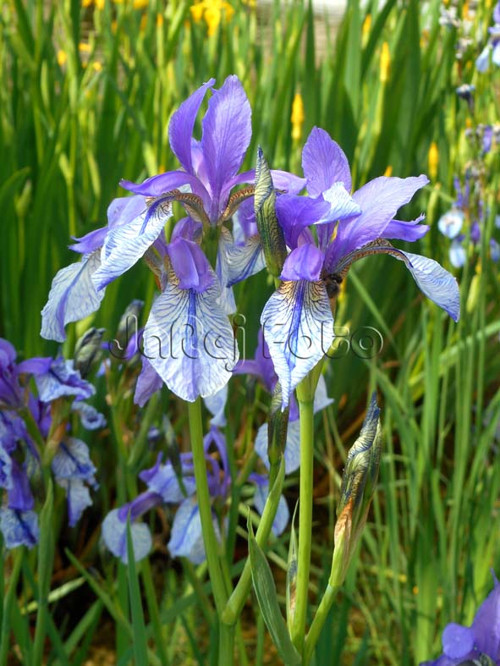 Divoké irisy — foto 1