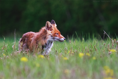 Foxtrait III