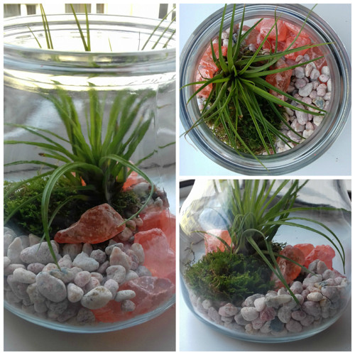 Tillandsia ve váze — foto 1