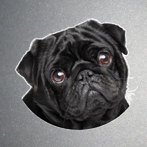 Mops Vinylová Samolepka — foto 1