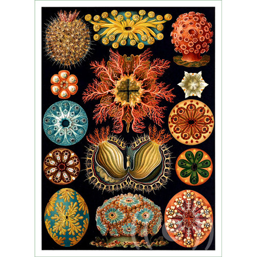 Obraz - Ernst Haeckel (8) (látkový panel) — foto 1