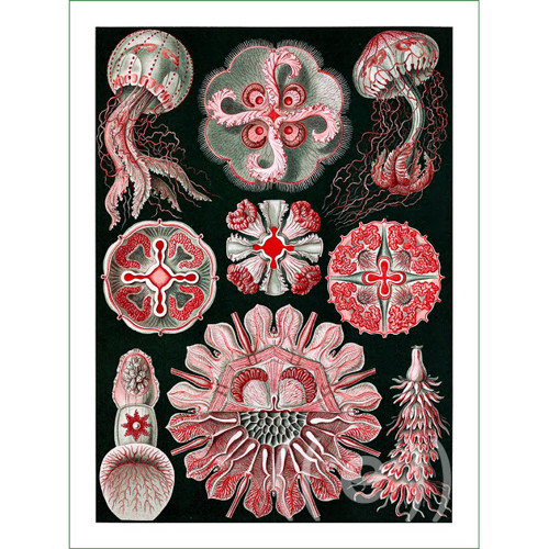 Obraz - Ernst Haeckel (21) (látkový panel) — foto 1