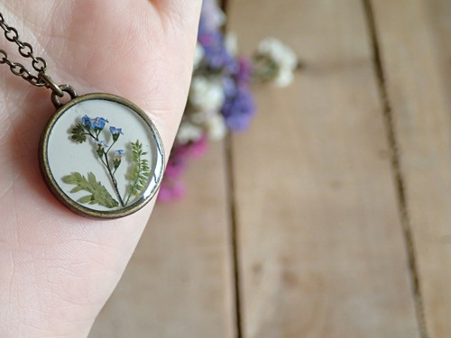 Myosotis — foto 1