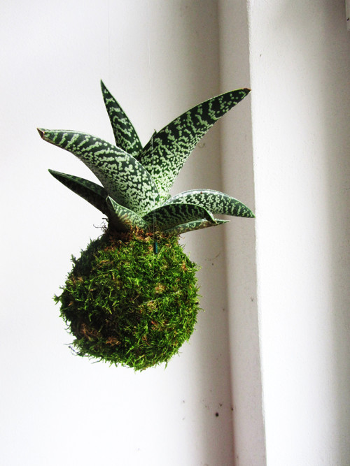 Závěsná kokedama Aloe — foto 1