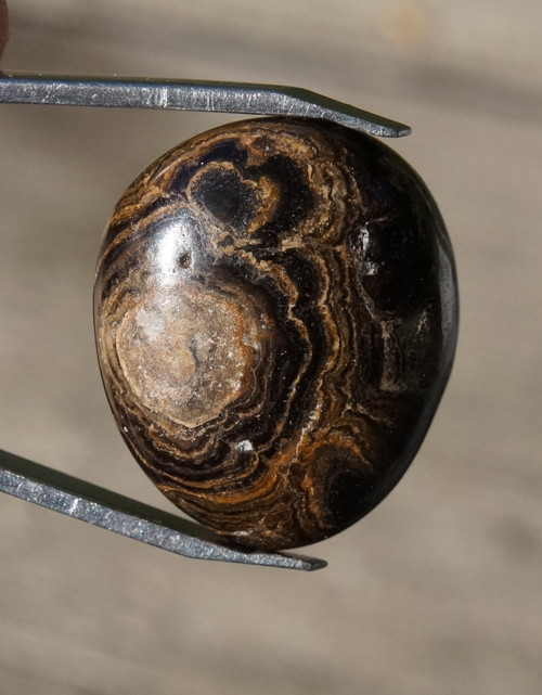 Stromatolit D7047 — foto 1