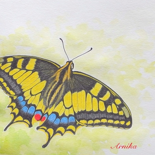 Butterfly II — foto 1
