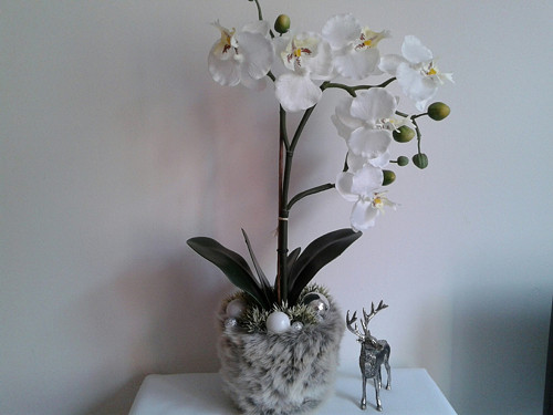 Vánoční orchidej v kožichu (49cm) — foto 1