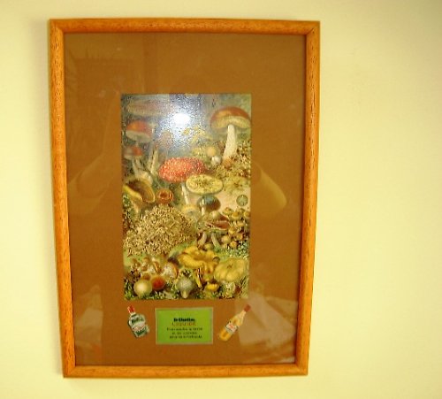 Houby — foto 1