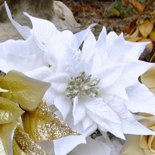 Vánoční poinsetie bílá — foto 1