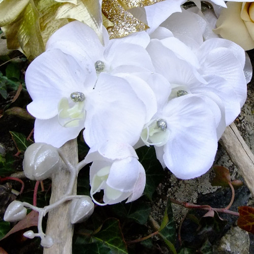 Vánoční orchidea bílá — foto 1