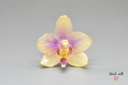 Phalaenopsis malá PRSTÝNEK — foto 1