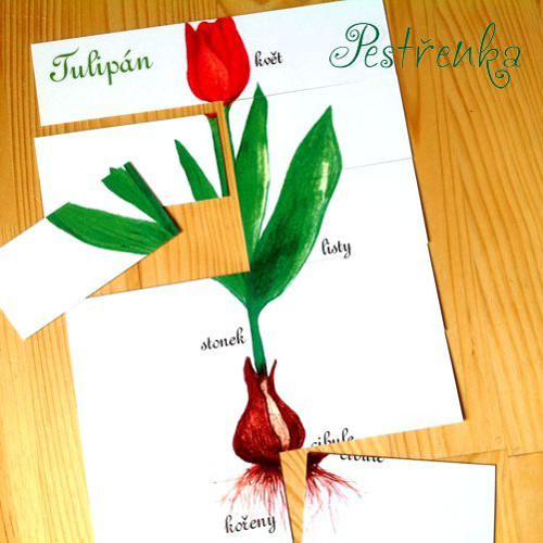 Skládačka - červený tulipán