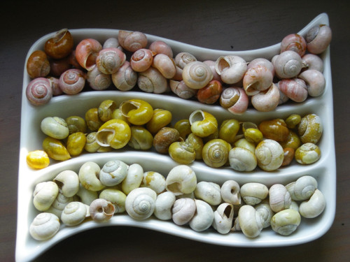 Malováno přírodou - páskovky — foto 1