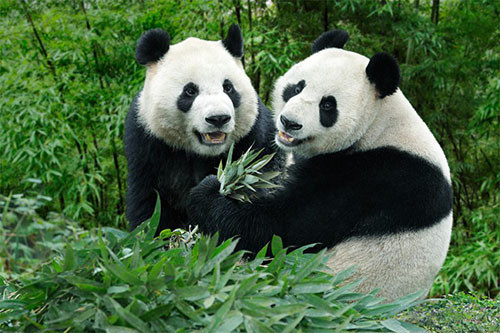 Test Panda 183-1