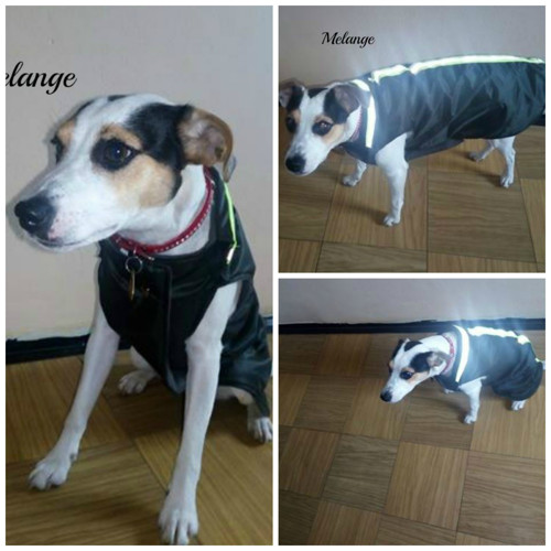 Bundička pro Jack Russell teriéra na míru