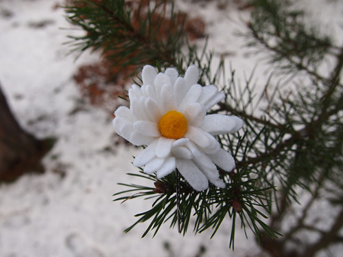 Kopretinka — foto 1