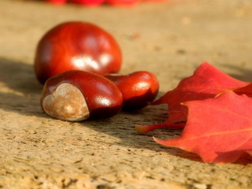 Podzimní zákoutí ... jak se rodí podzim ohlédnutí