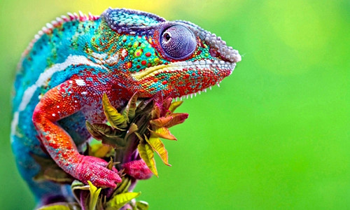 Panel 25x15cm Chameleon Leon — foto 1