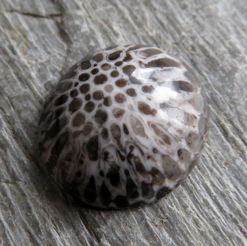 Bryozoan Kabošon č.1 — foto 1