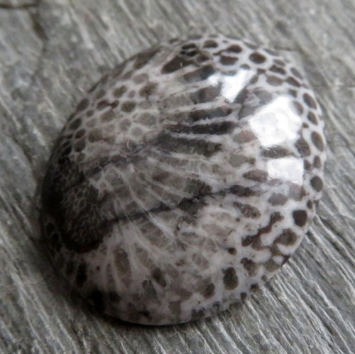 Bryozoan Kabošon č.2 — foto 1