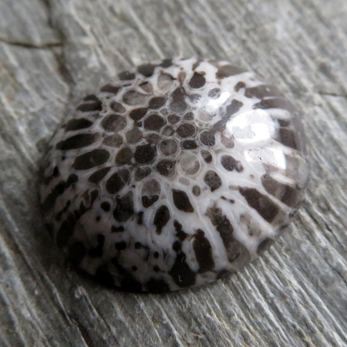 Bryozoan Kabošon č.4 — foto 1