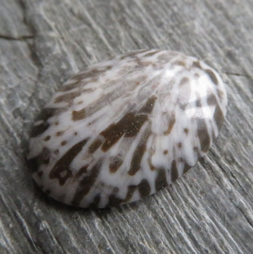Bryozoan Kabošon č.5 — foto 1