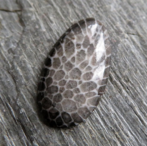 Bryozoan Kabošon č.6 — foto 1