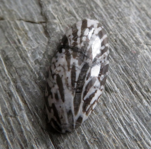 R Bryozoan Kabošon č.7 — foto 1