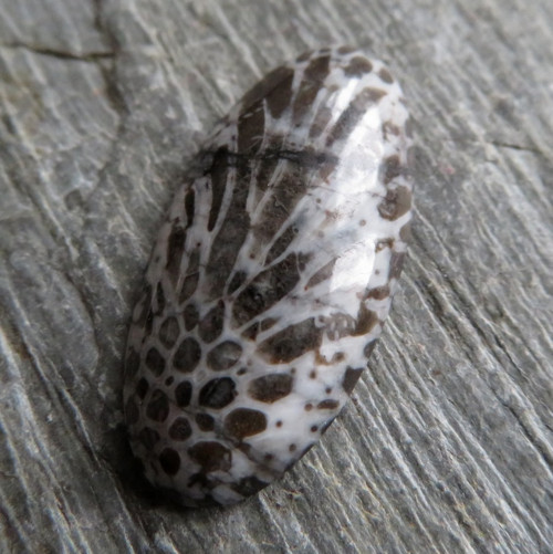 Bryozoan Kabošon č.8 — foto 1