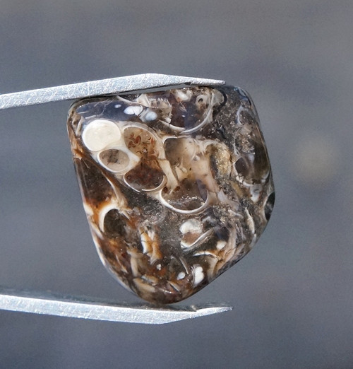 Turritella D7378 — foto 1