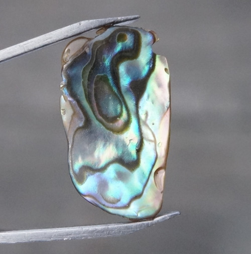 Paua mušle D7420 — foto 1