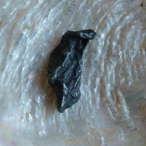 Meteorit - Sikhote-Alin — foto 1